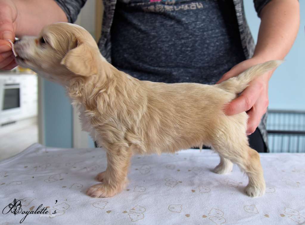 Royalette's Fiddling While Rome Burns