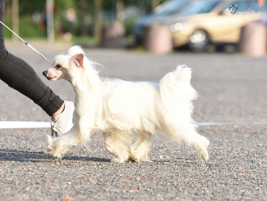 Royalette's Fifteen Minutes Of Fame