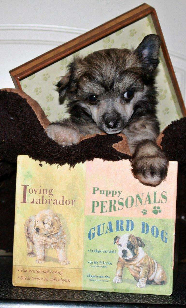 Viuvaun Hehkuu Taikaa