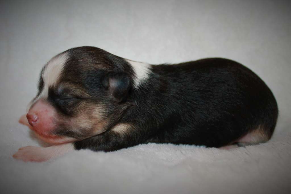 Del Terro Perros Isadora