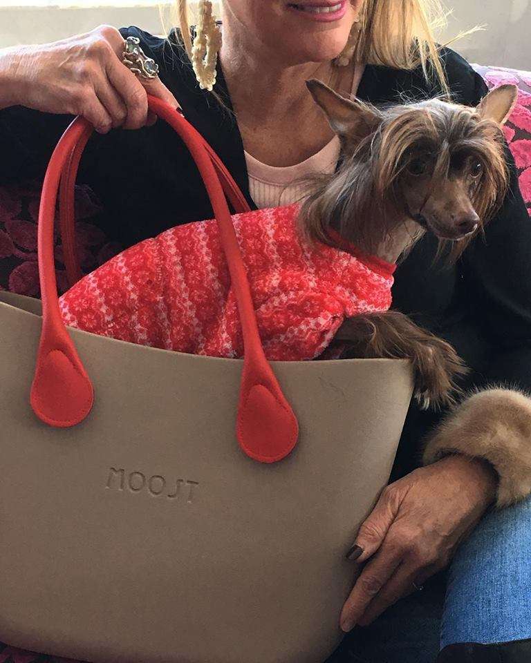 Muso Grazioso Dustin Allmighty