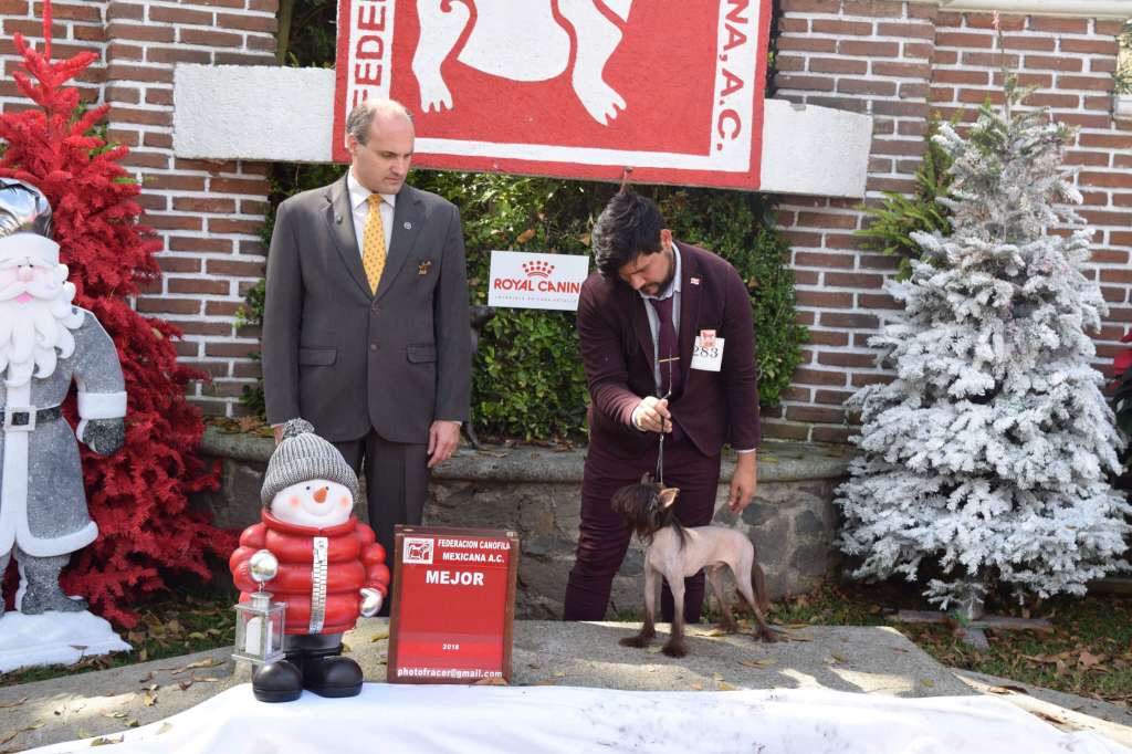 Muso Grazioso Dante Charming Lover