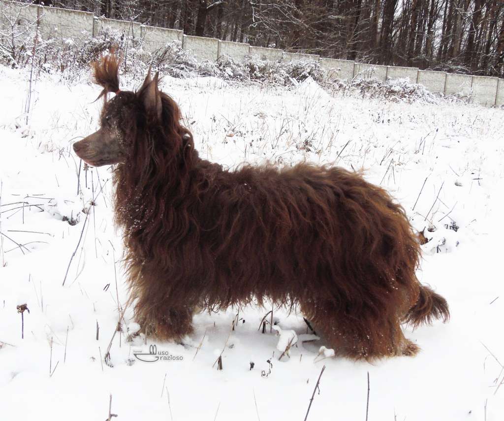 Muso Grazioso Dalila Cheerfull