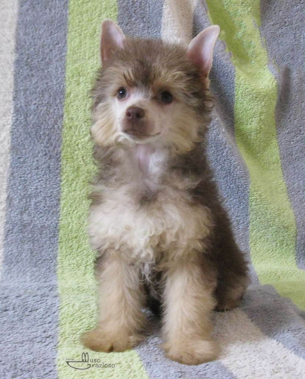 Muso Grazioso Dacota Handsome Life