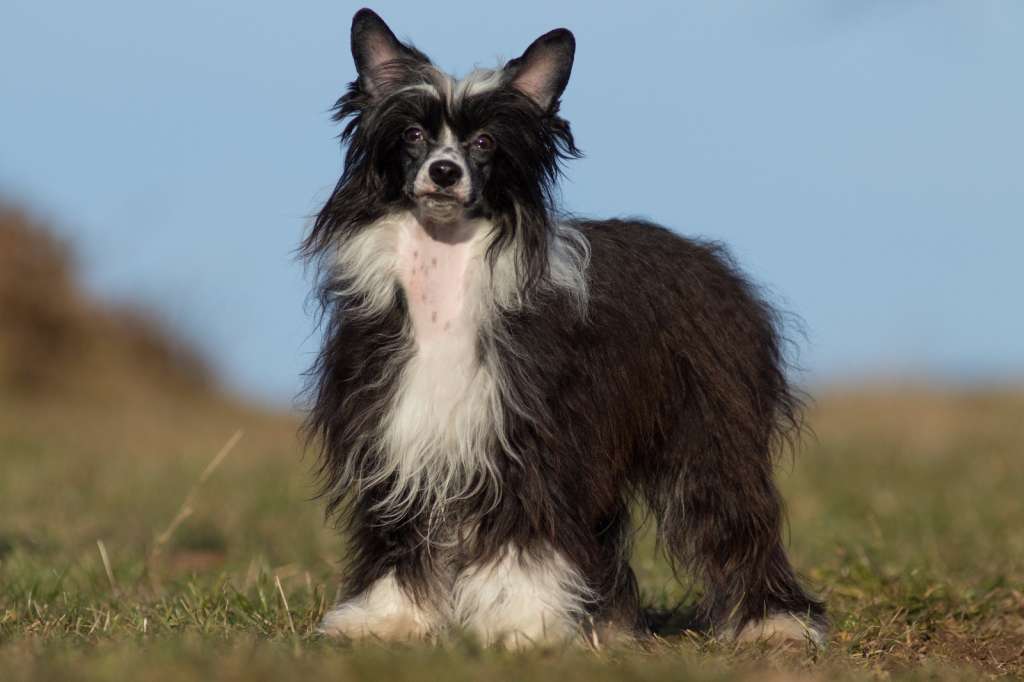 Alice Austrian Stonefield