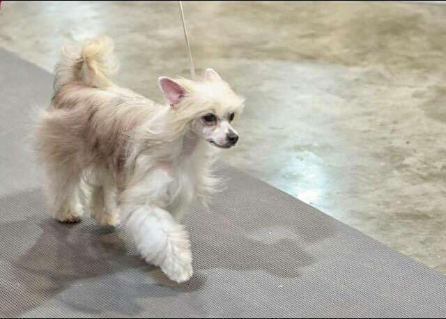 Leading Lady Lilybeth