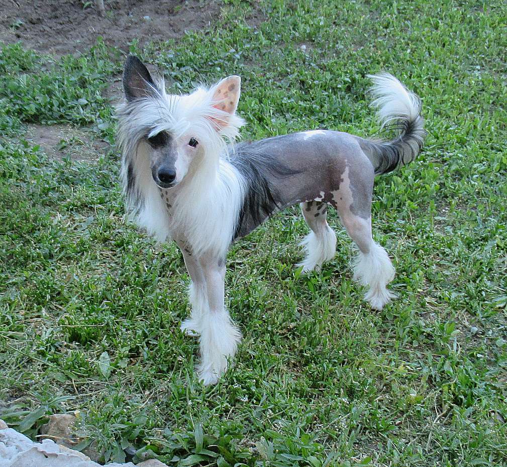 Naimuluna Line Donnella