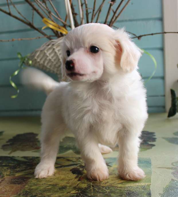 Angel O' Check Inei So Ldinkoi