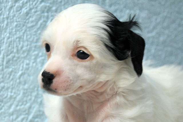 Ksolo Club Bell Annabel