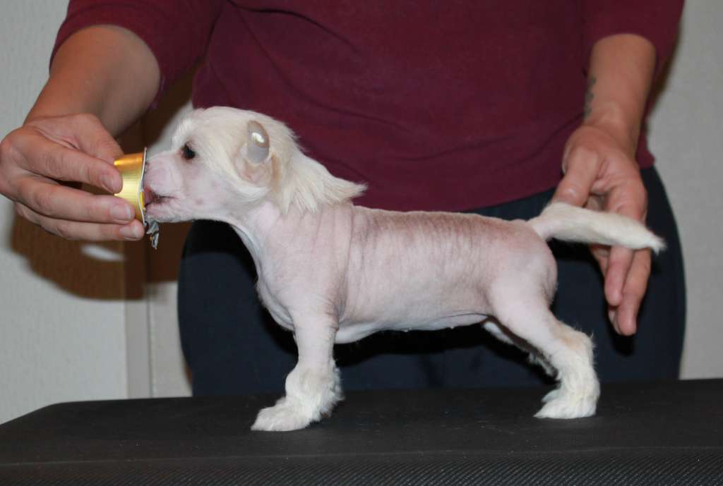 Eufemia's Symfoni For Heimdall Fort