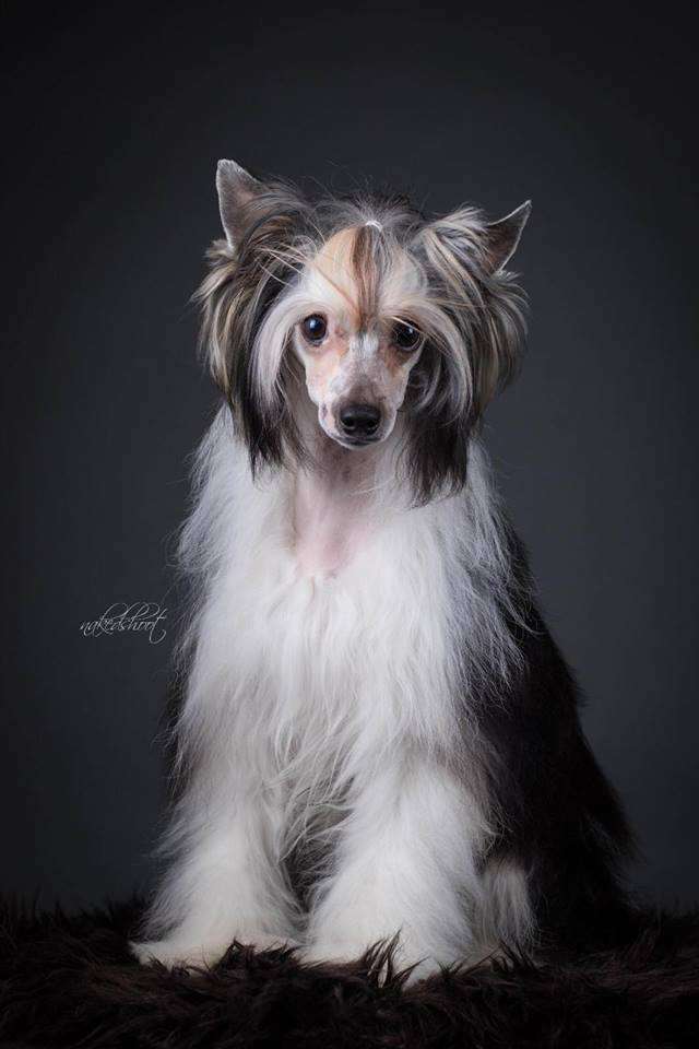 Zhusheng Conchita Wami