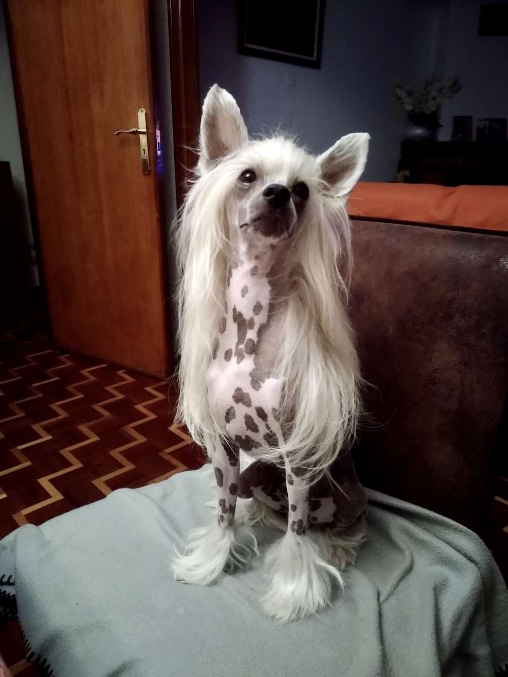 De Cabanelas Prancer