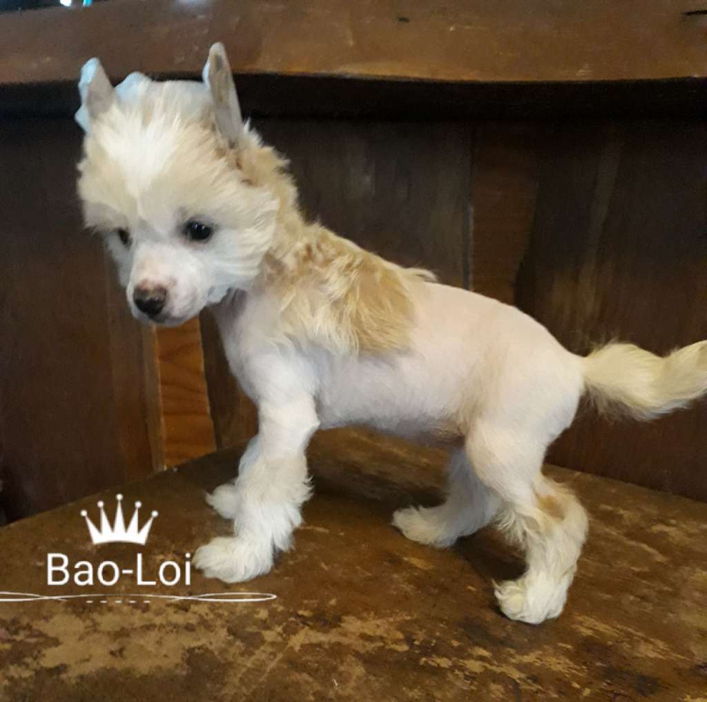 Baoloi the Bushwalker