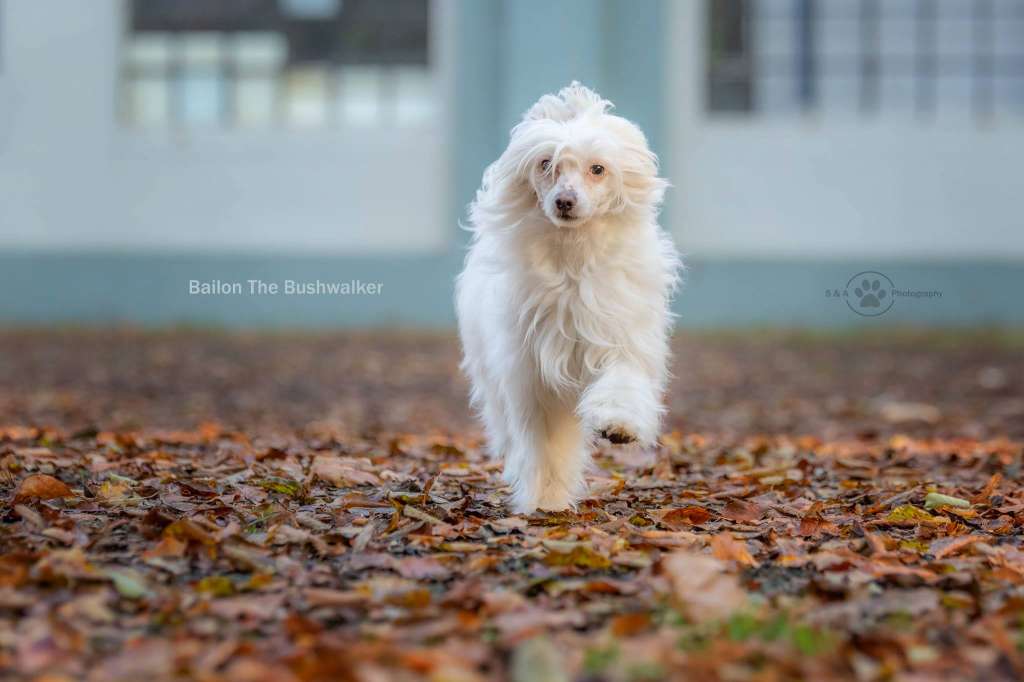 Bailong the Bushwalker