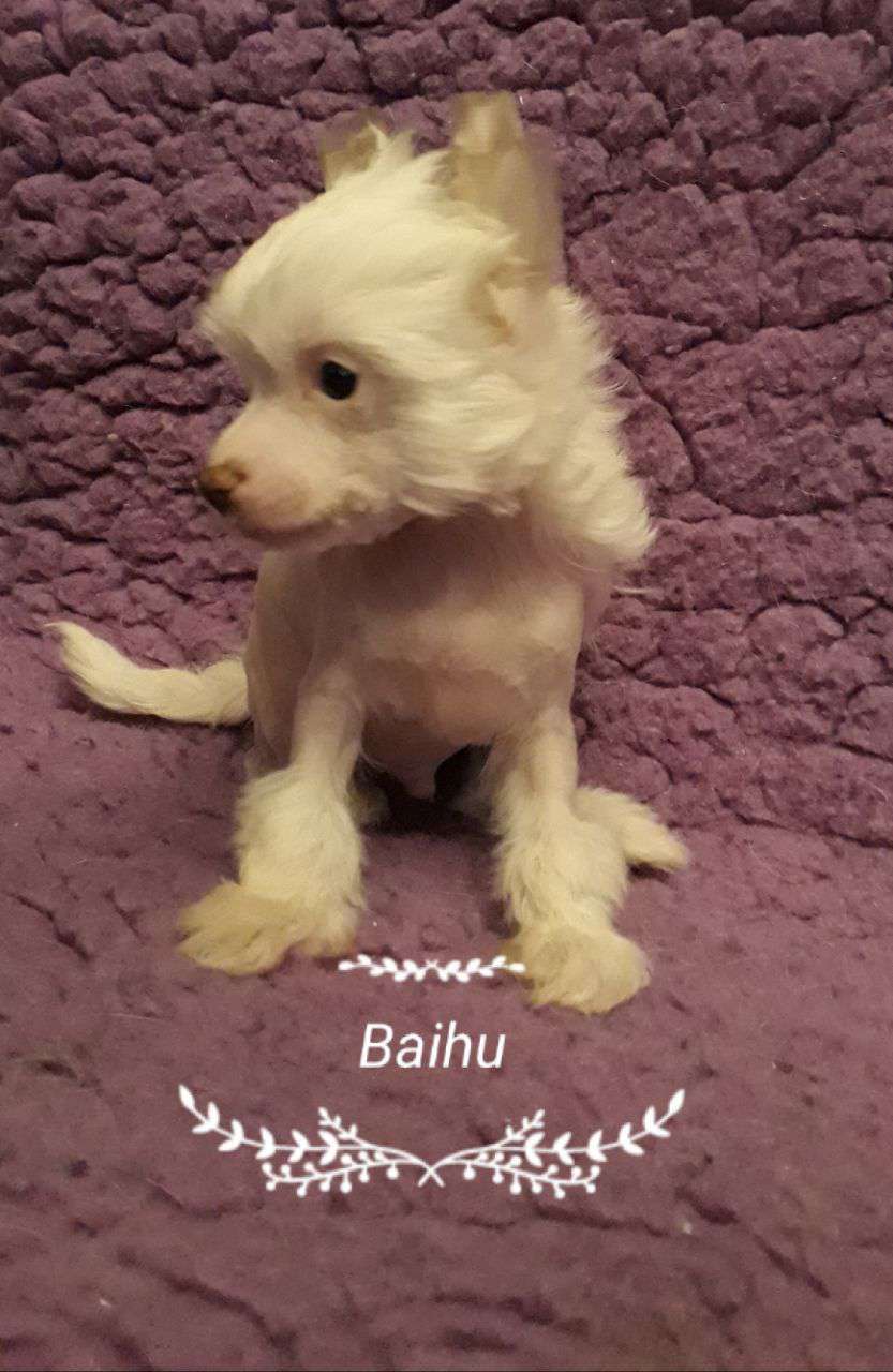 Baihu the Bushwalker