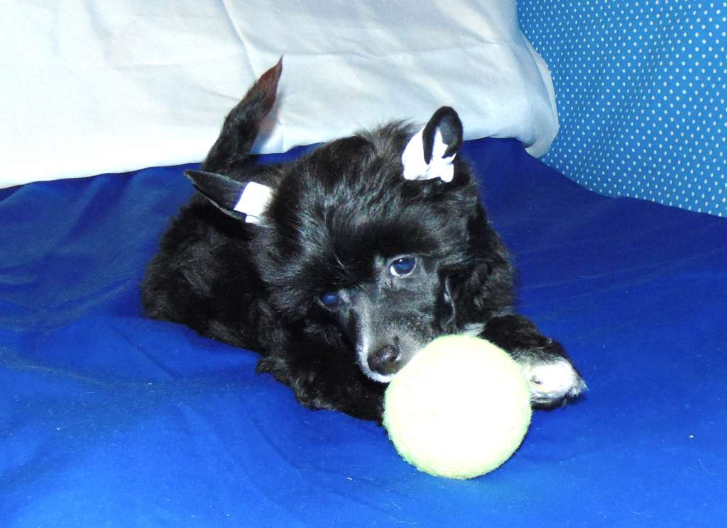 Millenium Pride Legrand