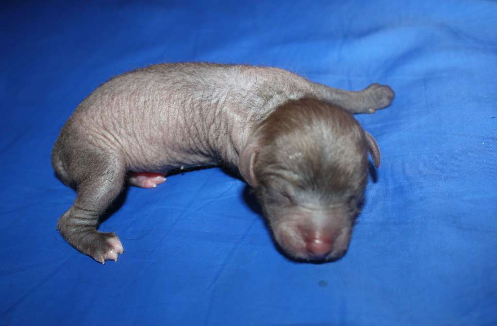 Charuyuschiy Soblazn Yunniy Pushkin