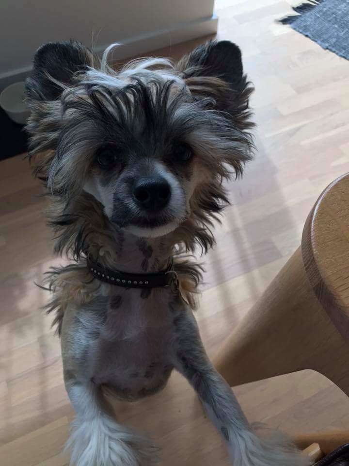 Maximilla's Dirt On My Boots