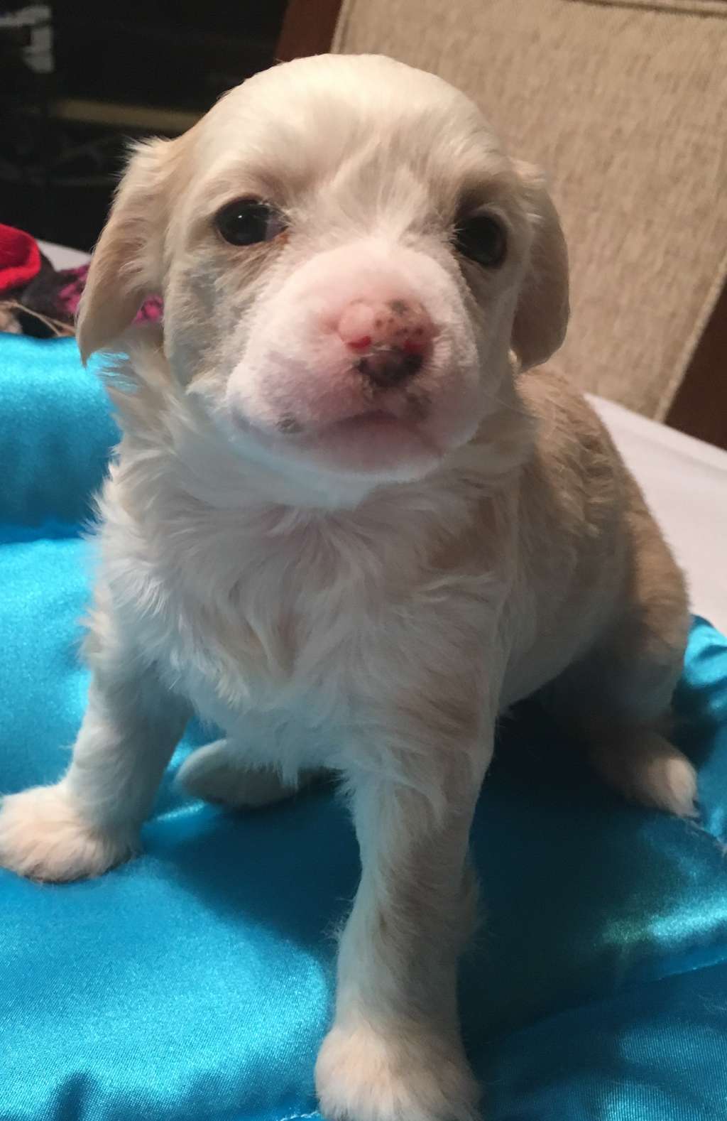 Sunlit Worka Art?s Dillard