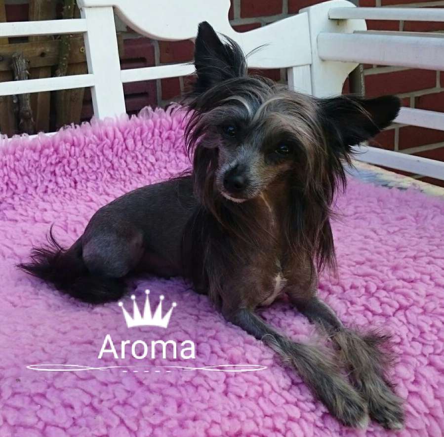 Aroma the Bushwalker