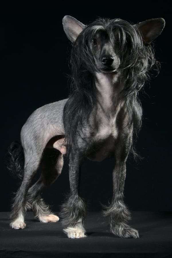 Adonis the Bushwalker