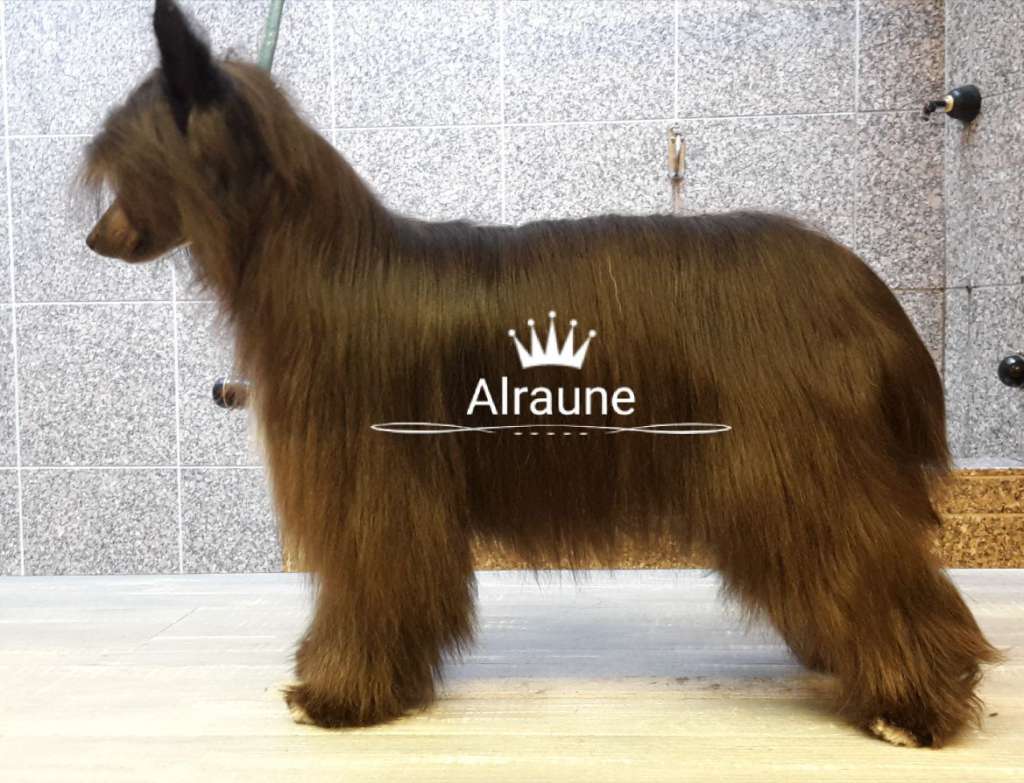 Alraune the Bushwalker