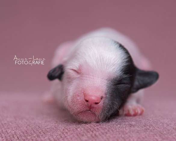 Little Rehma's Nafari