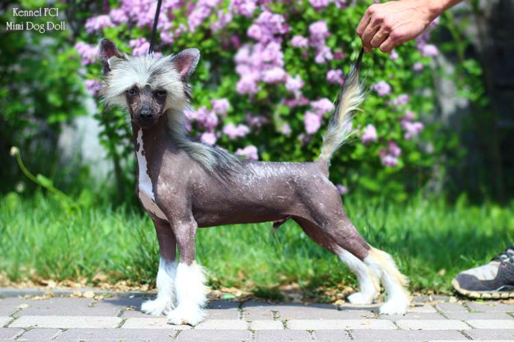 Mimi Dog Doll Giotto