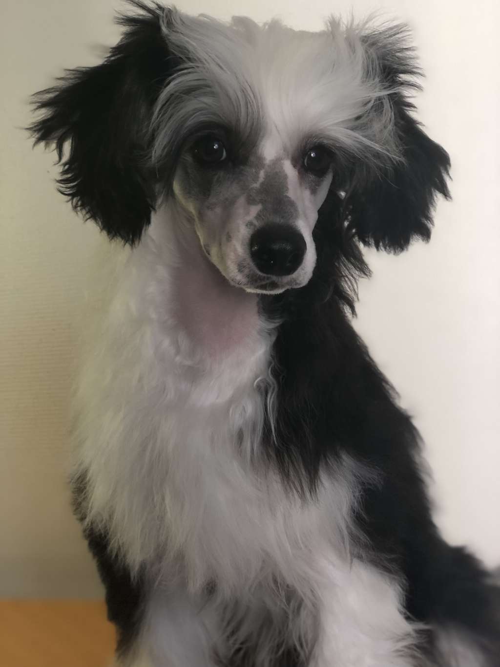 Speechless Pound The Alarm