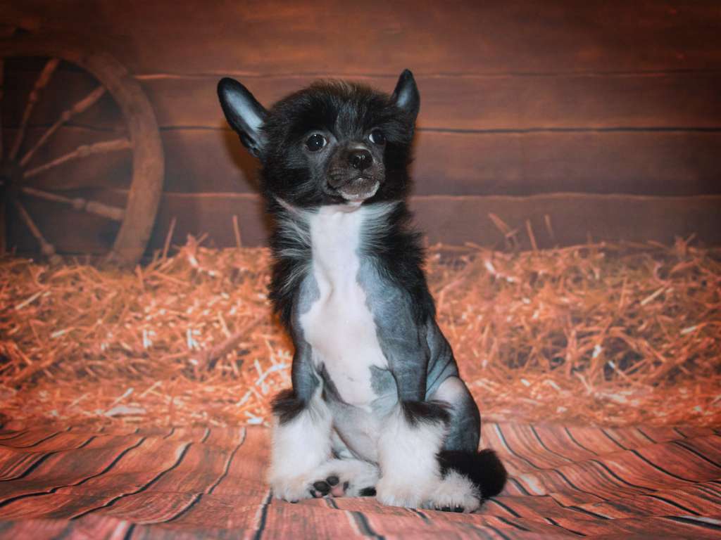 Lorita Star Lesnaya Nimfa