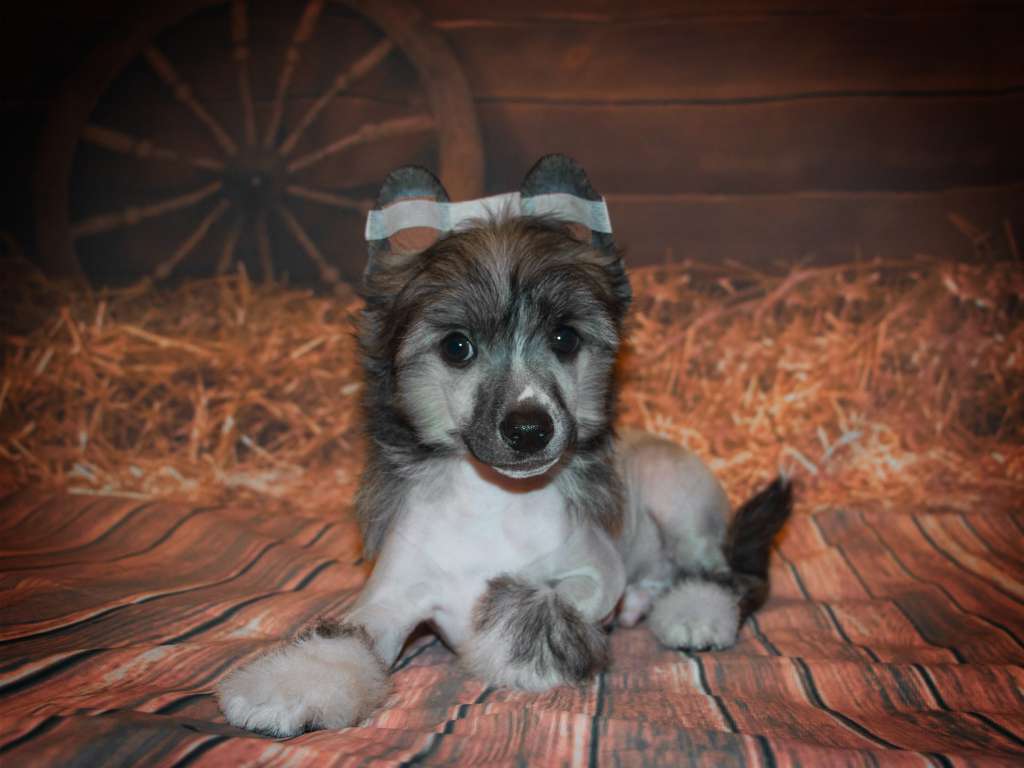 Lorita Star Lovi Moment