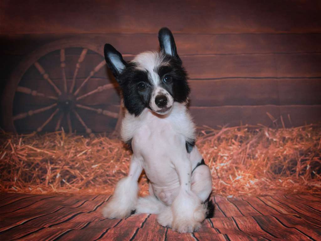 Lorita Star Legkiy Namek