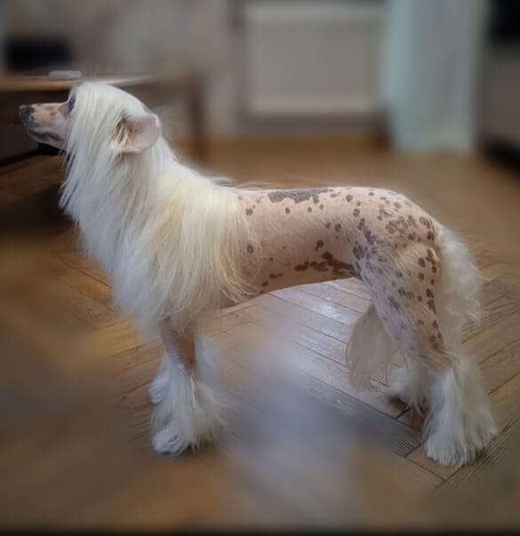 Kovimoti Barberry Bliss BARBY