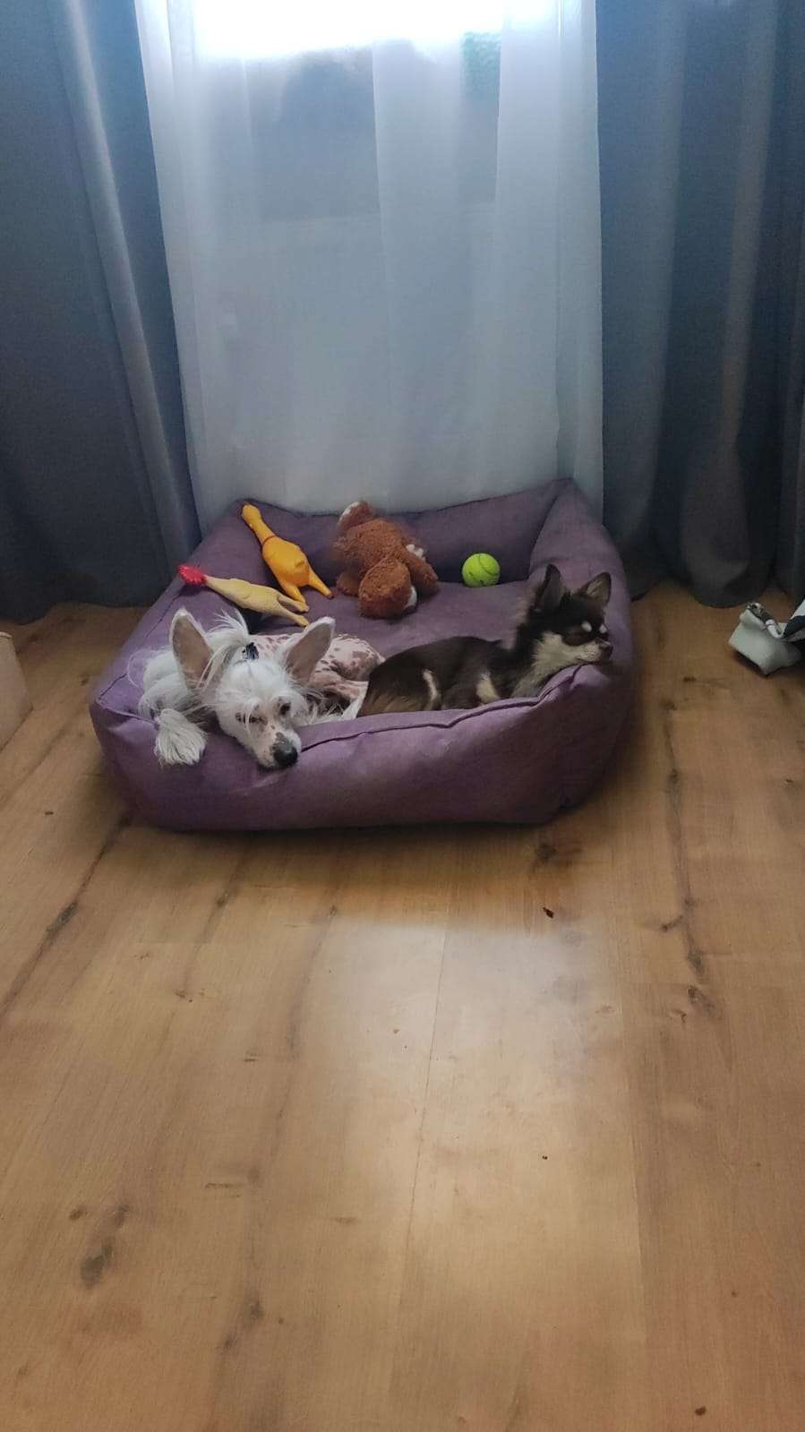 Kovimoti Bern Amadeus