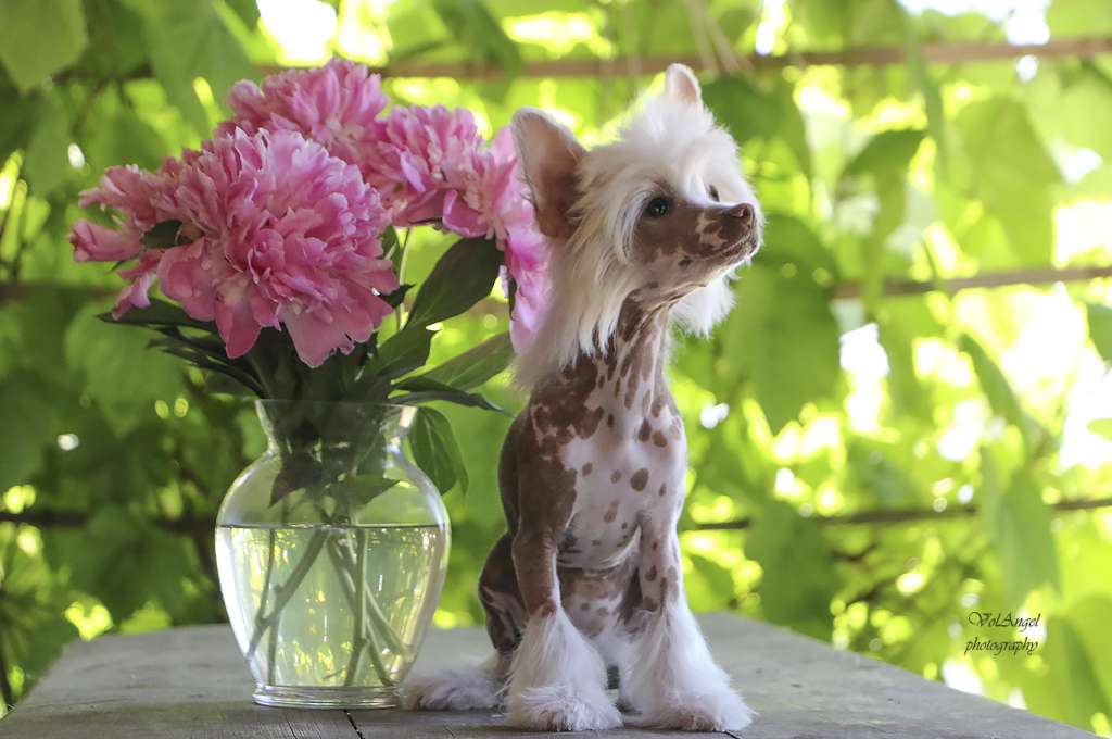 Volangel Duchess Josephine