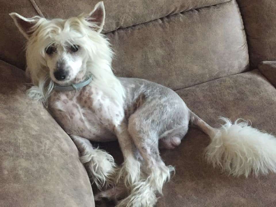 Angel O' Check Corolevich