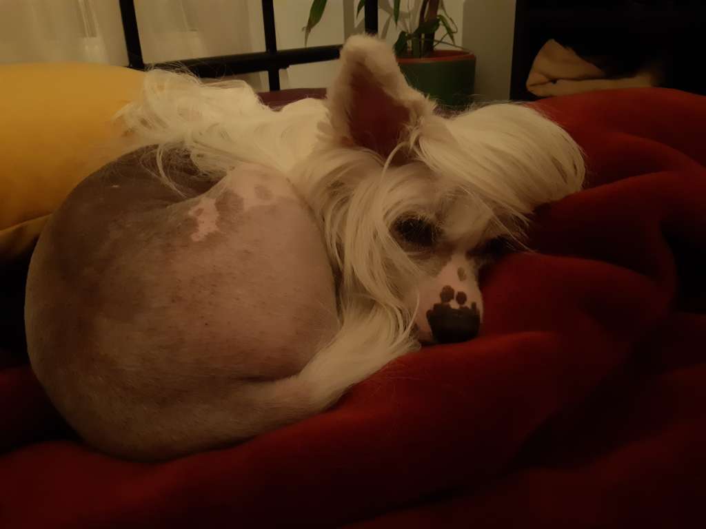 Angel O' Check Caramelnaya Negnost