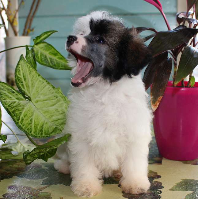 Angel O' Check Colombina