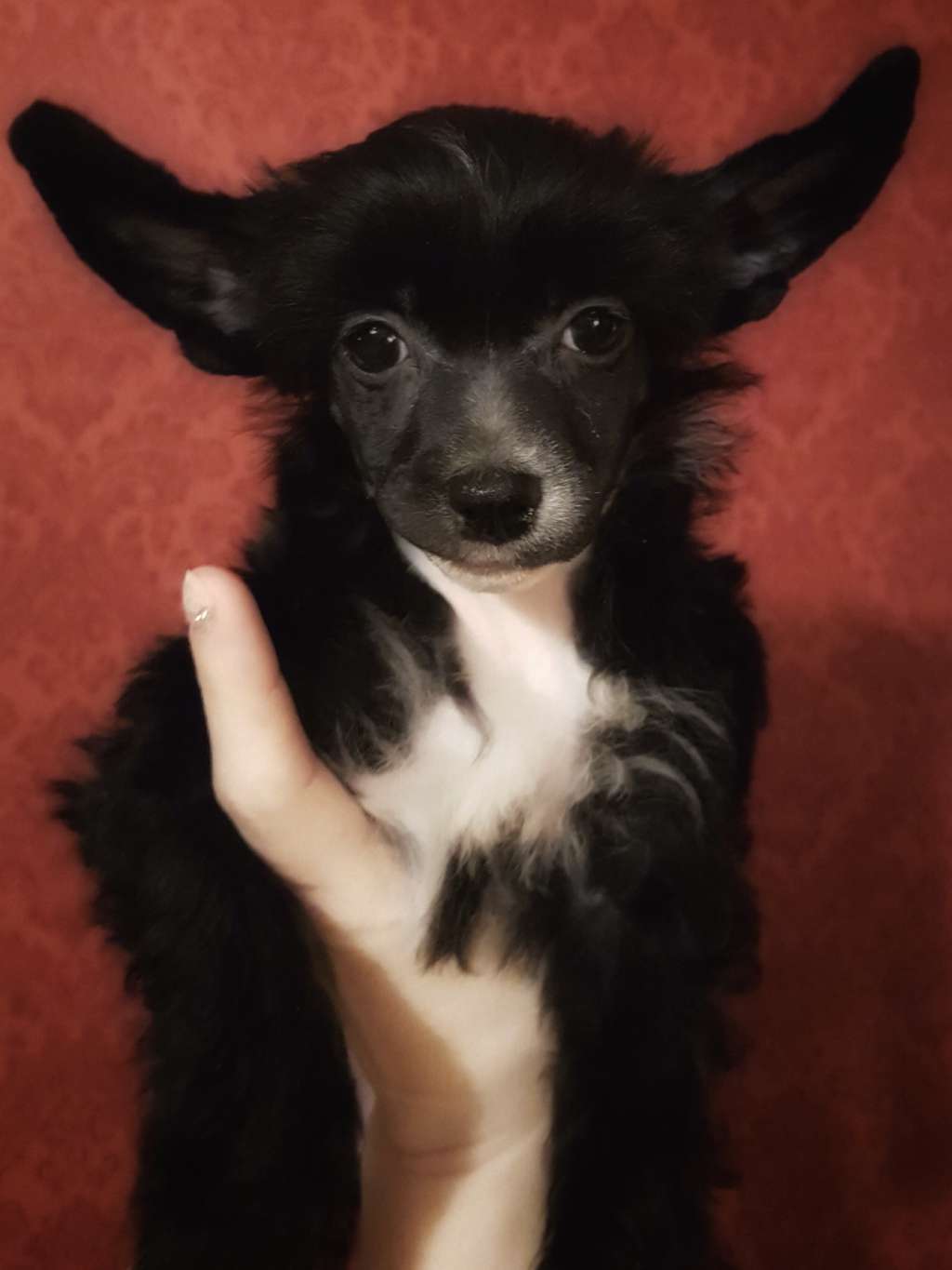 Myrnas Mignon Étoile Beautiful Dawn