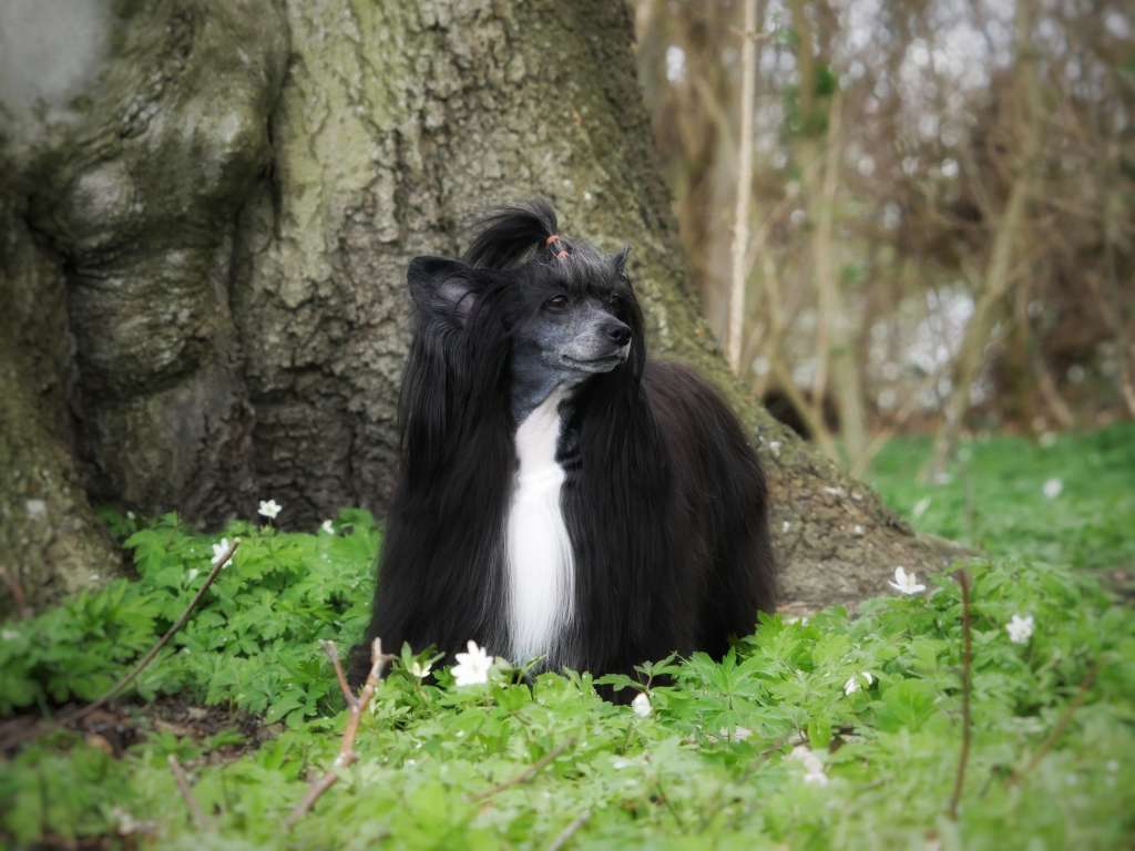 "Myrnas Mignon Étoile Beautiful Sun"