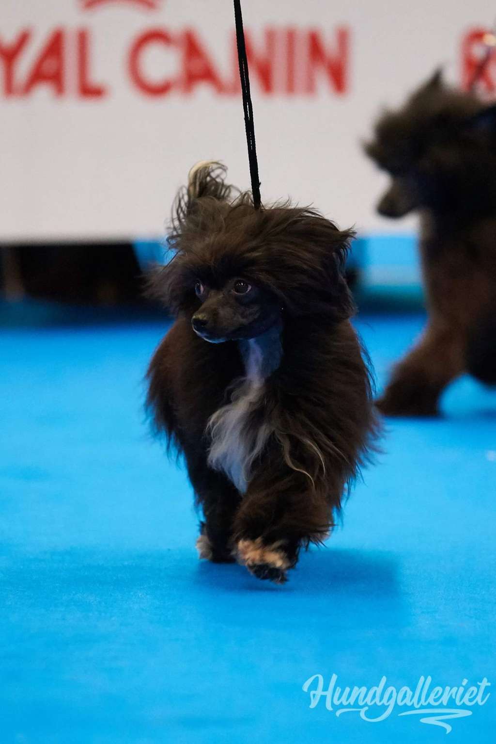 Myrnas Mignon Étoile Beautiful Star