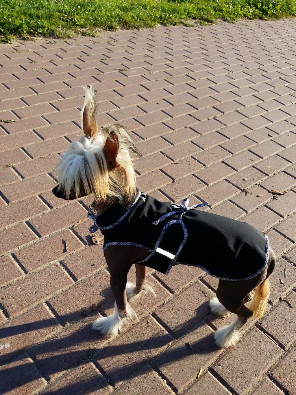 Sasquehanna Dekorator