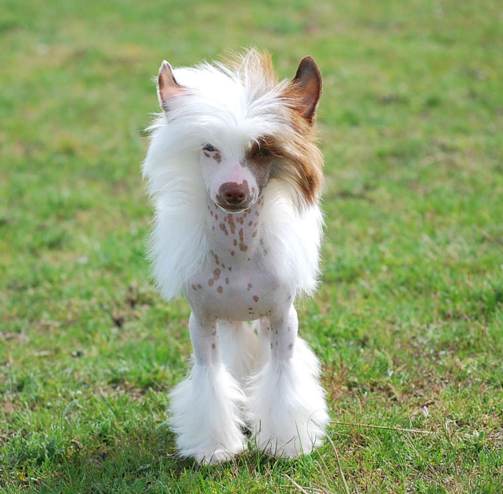 Little Dog Of Dream Nuit Etoilée