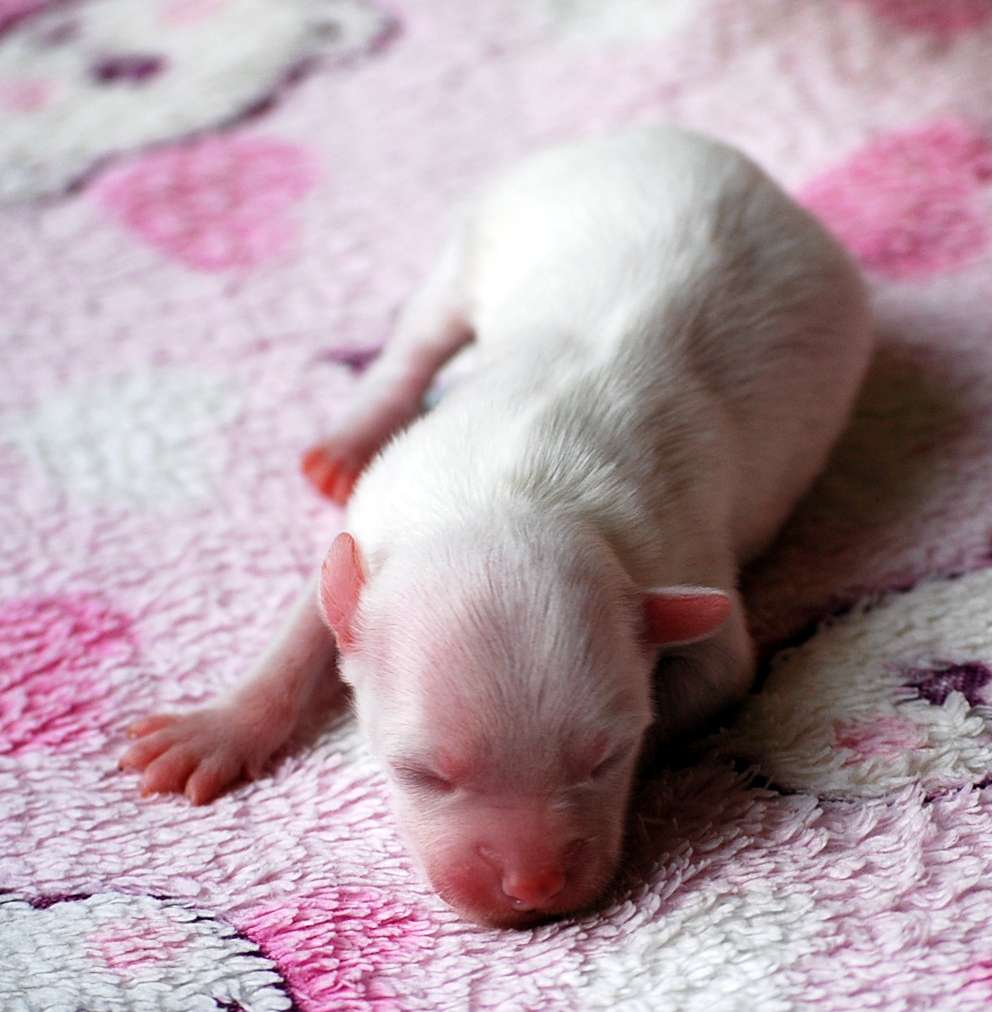 Little Dog Of Dream Nuage Blanc