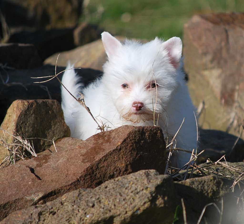 Little Dog Of Dream Nuit Douce