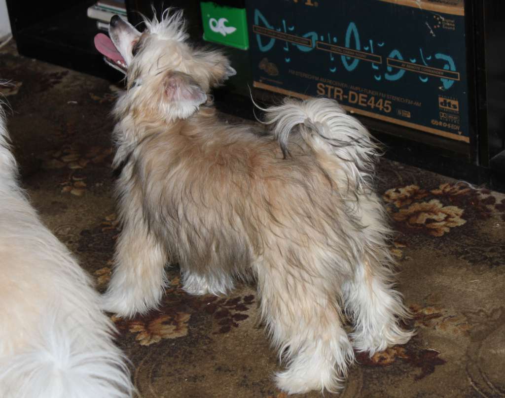 Bubble Royal Cool Lady