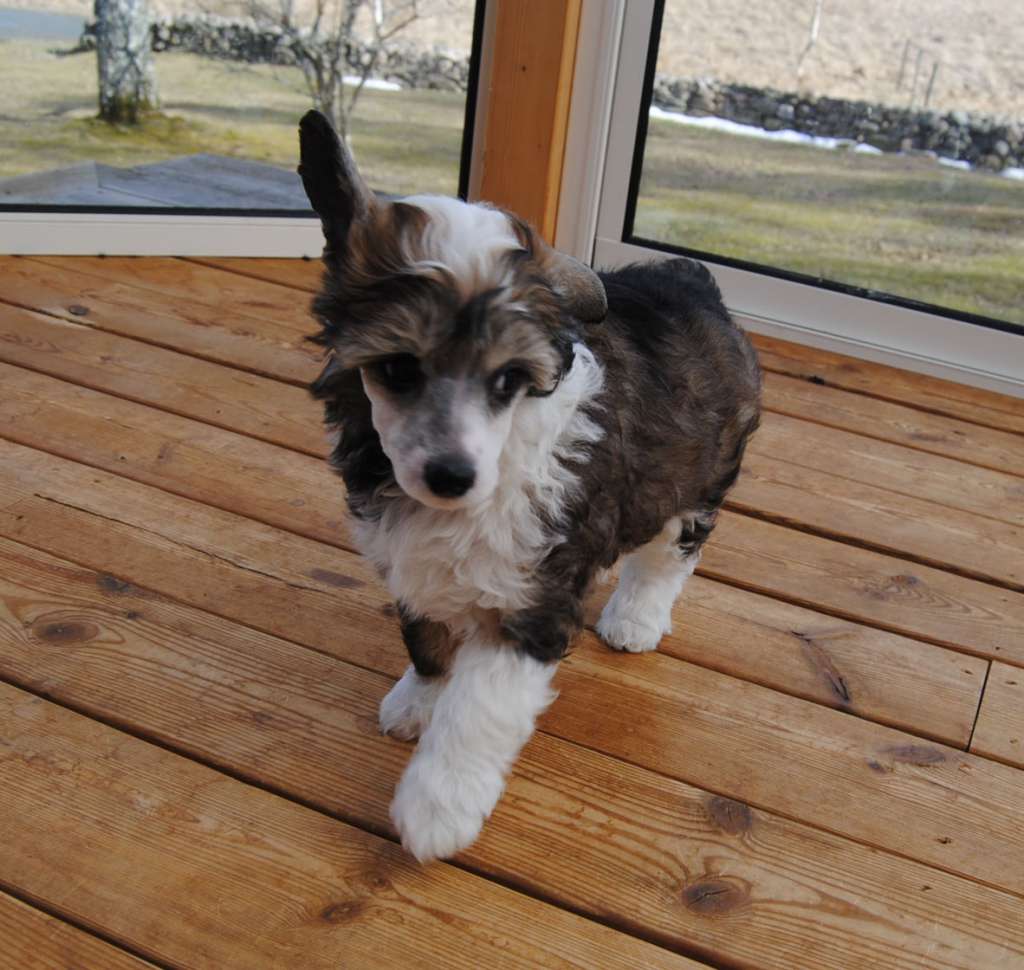 Krysolit Key To Love