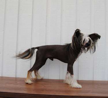 Krysolit King Of Magic