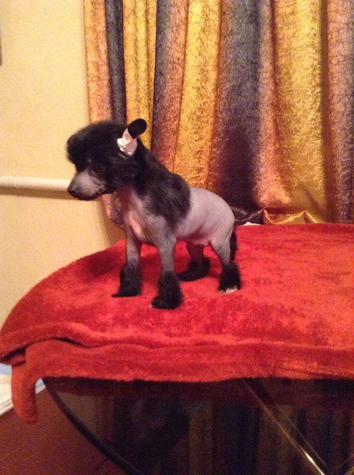 Tina Planet Of Dream