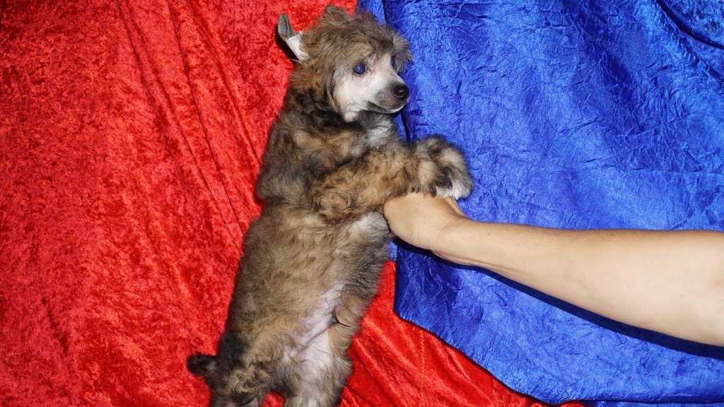 Marion Planet Of Dream